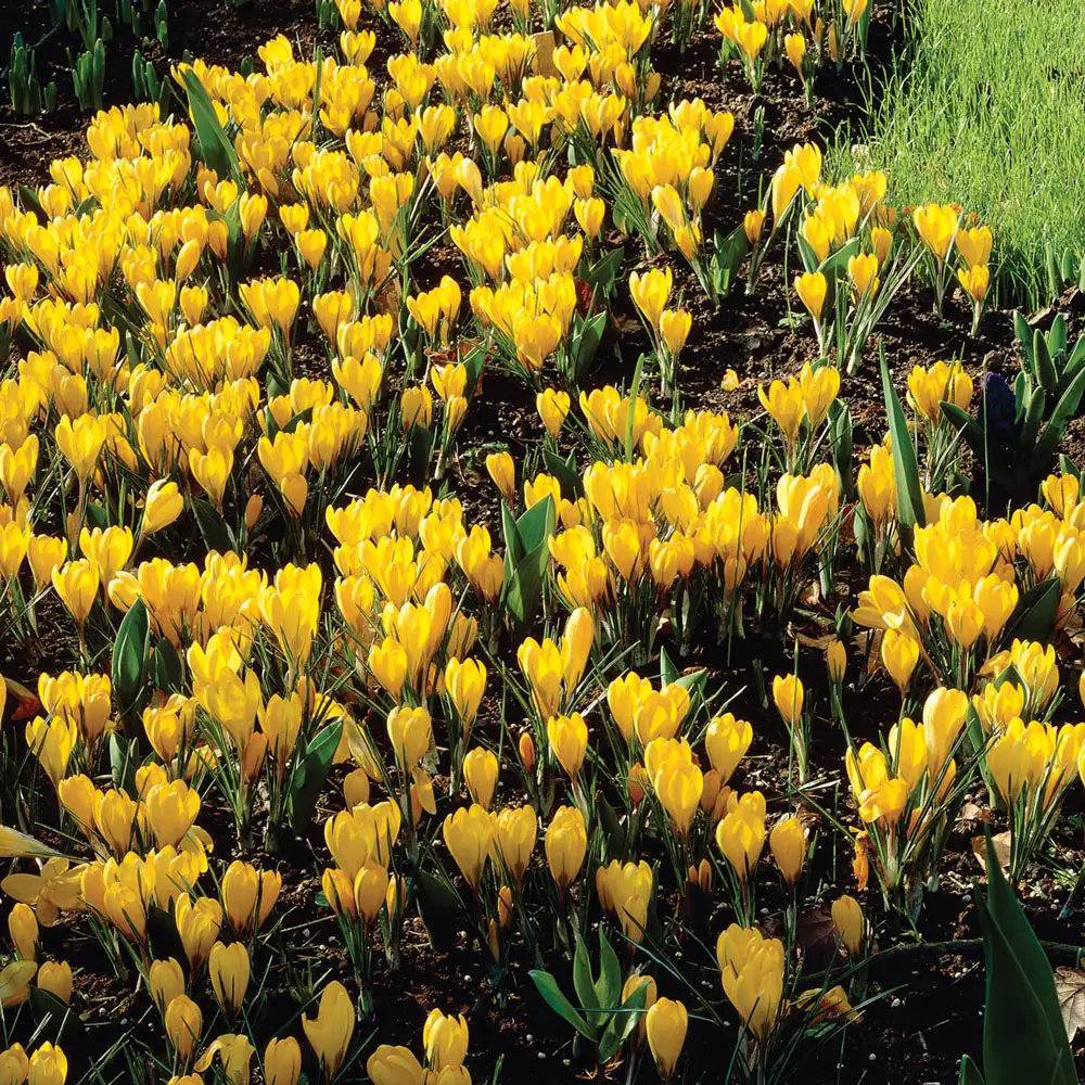 Giant Crocus Golden Yellow - Image 2
