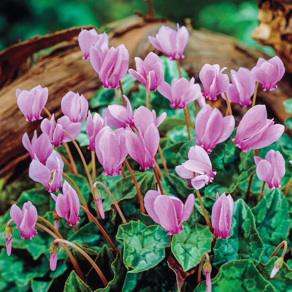 Cyclamen hederifolium - Image 3