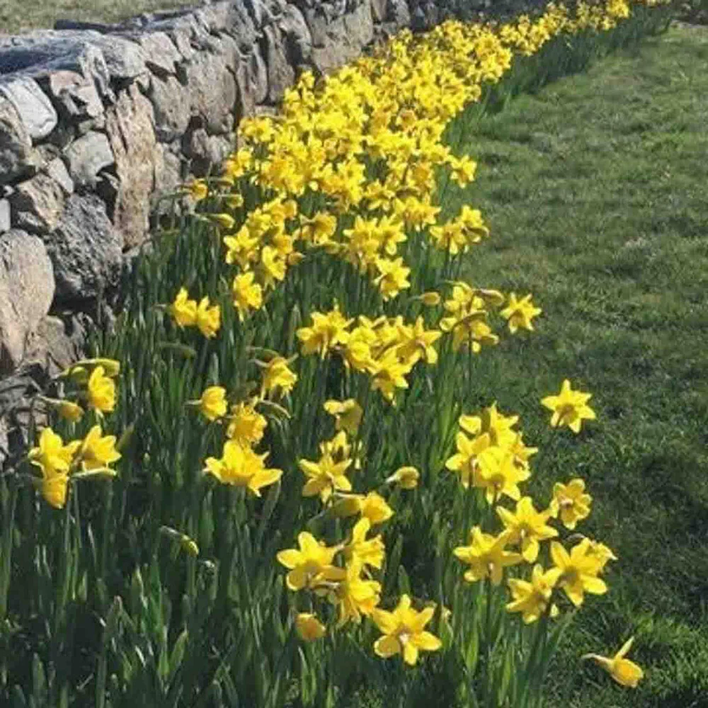 Trumpet Daffodil Improved King Alfred - Image 6