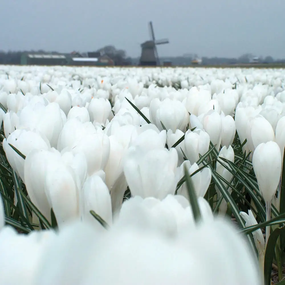 Giant Crocus Jeanne d' Arc