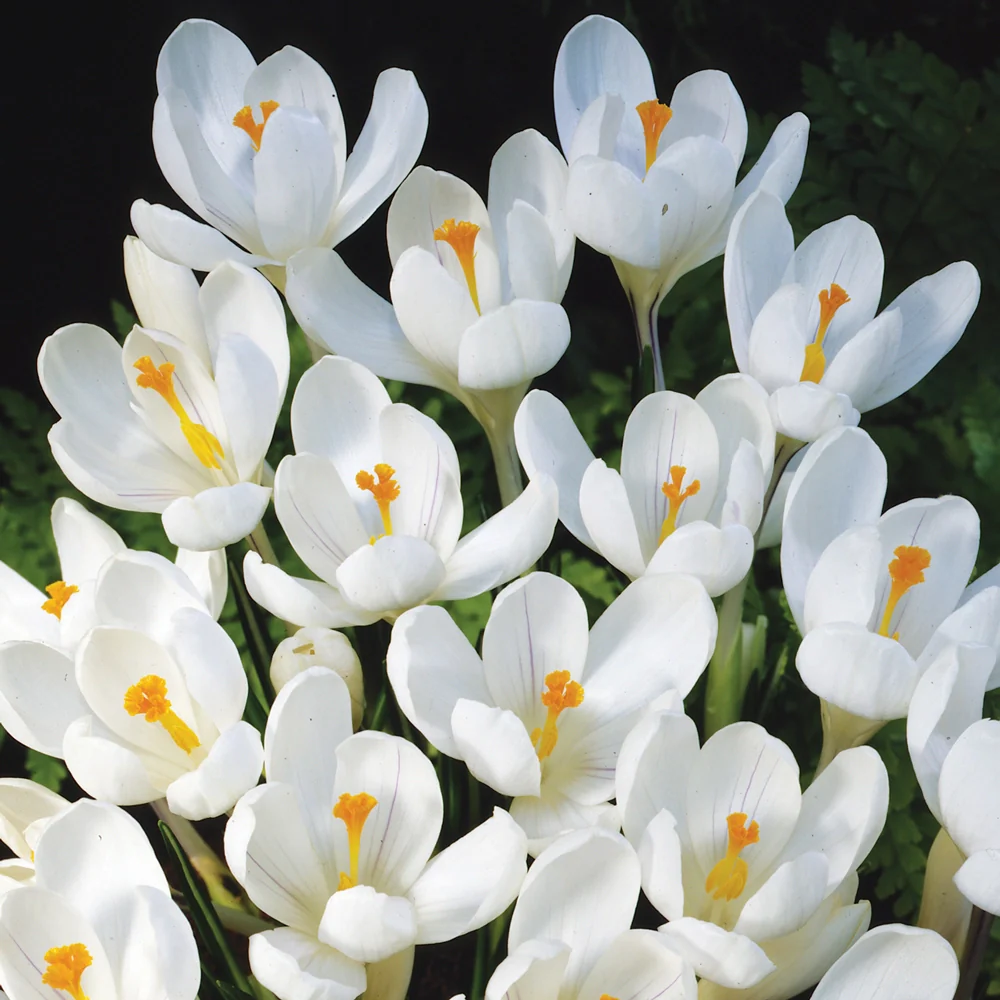 Giant Crocus Jeanne d' Arc - Image 2