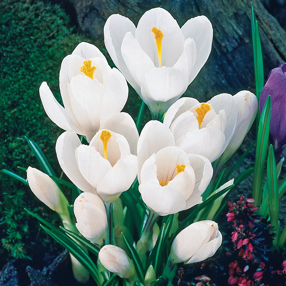 Giant Crocus Jeanne d' Arc - Image 3