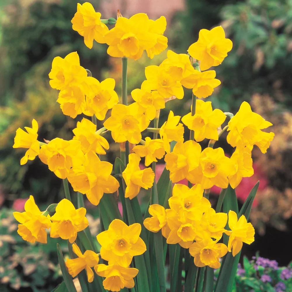 Fragrant Jonquil Daffodil Quail - Image 3