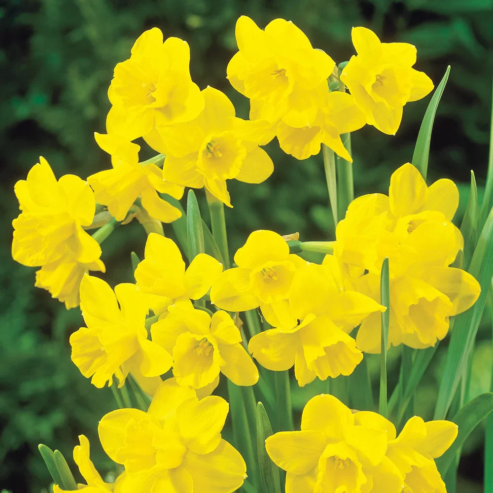 Fragrant Jonquil Daffodil Quail - Image 4