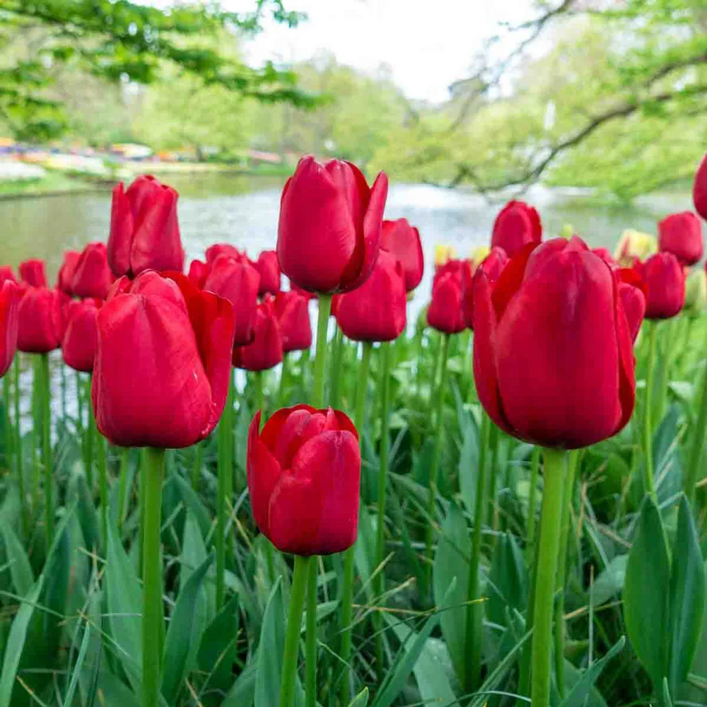 Mayflowering Tulip Kingsblood - Image 3