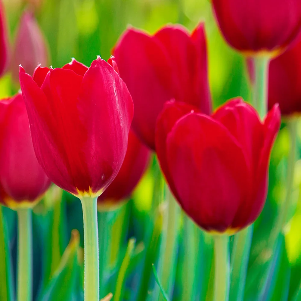 Mayflowering Tulip Kingsblood - Image 4