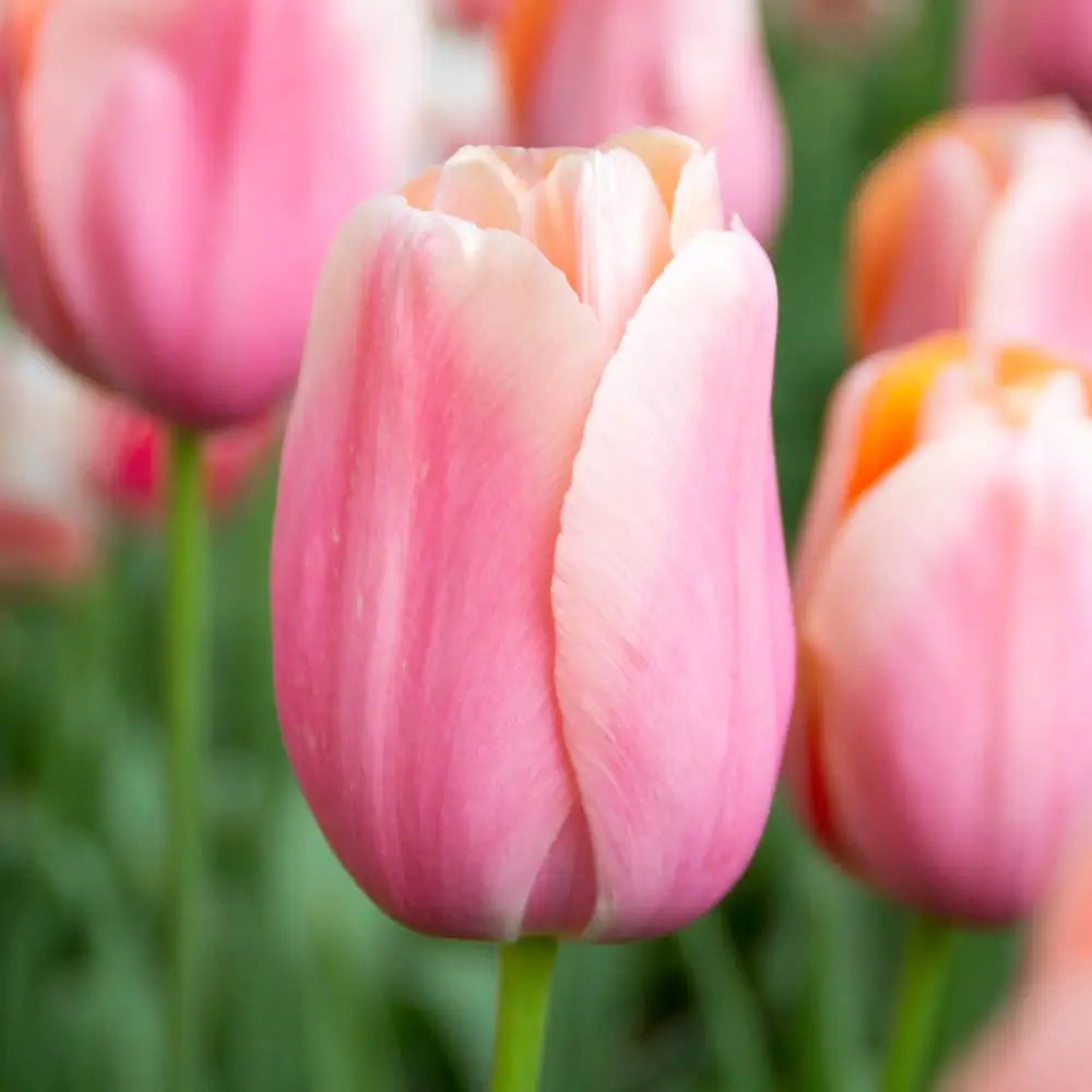 Mayflowering Tulip Menton - Image 3