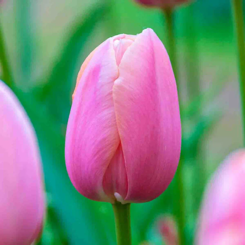Mayflowering Tulip Menton - Image 4