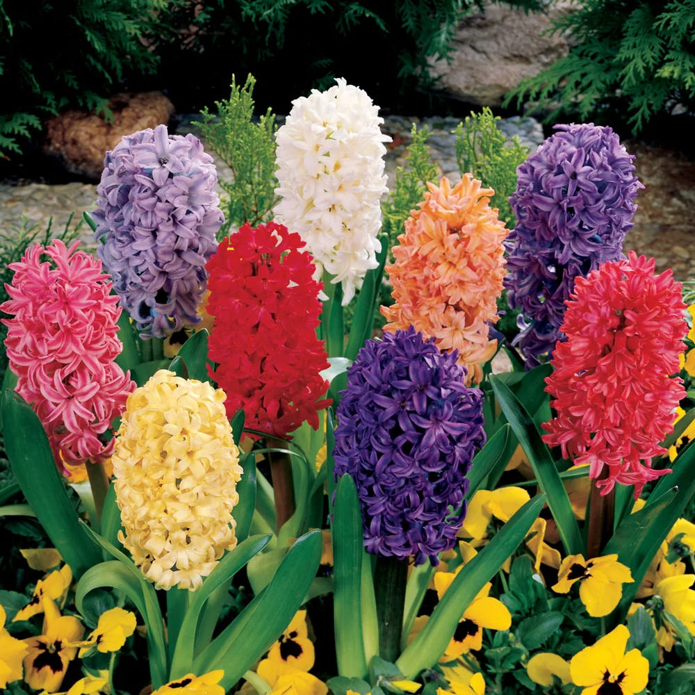 Hyacinth Mixed - Image 6