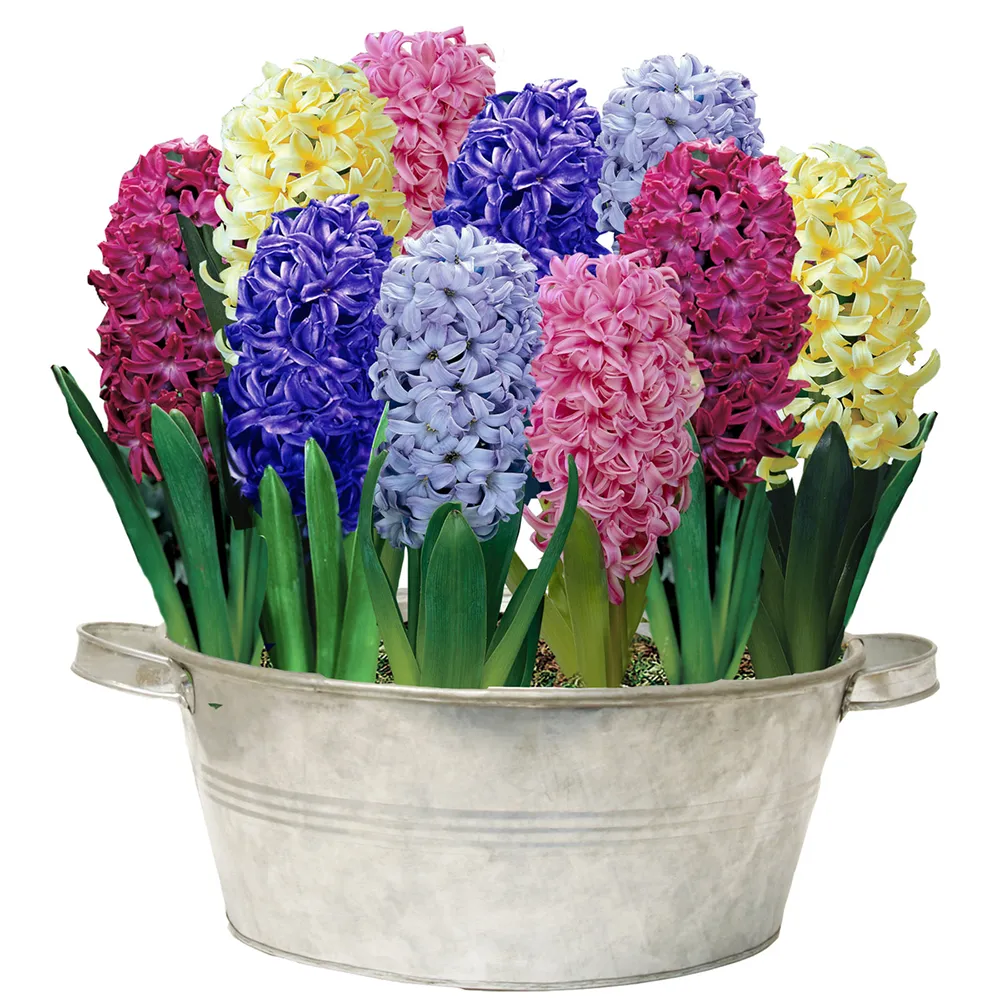 Hyacinth Mixed - Image 7