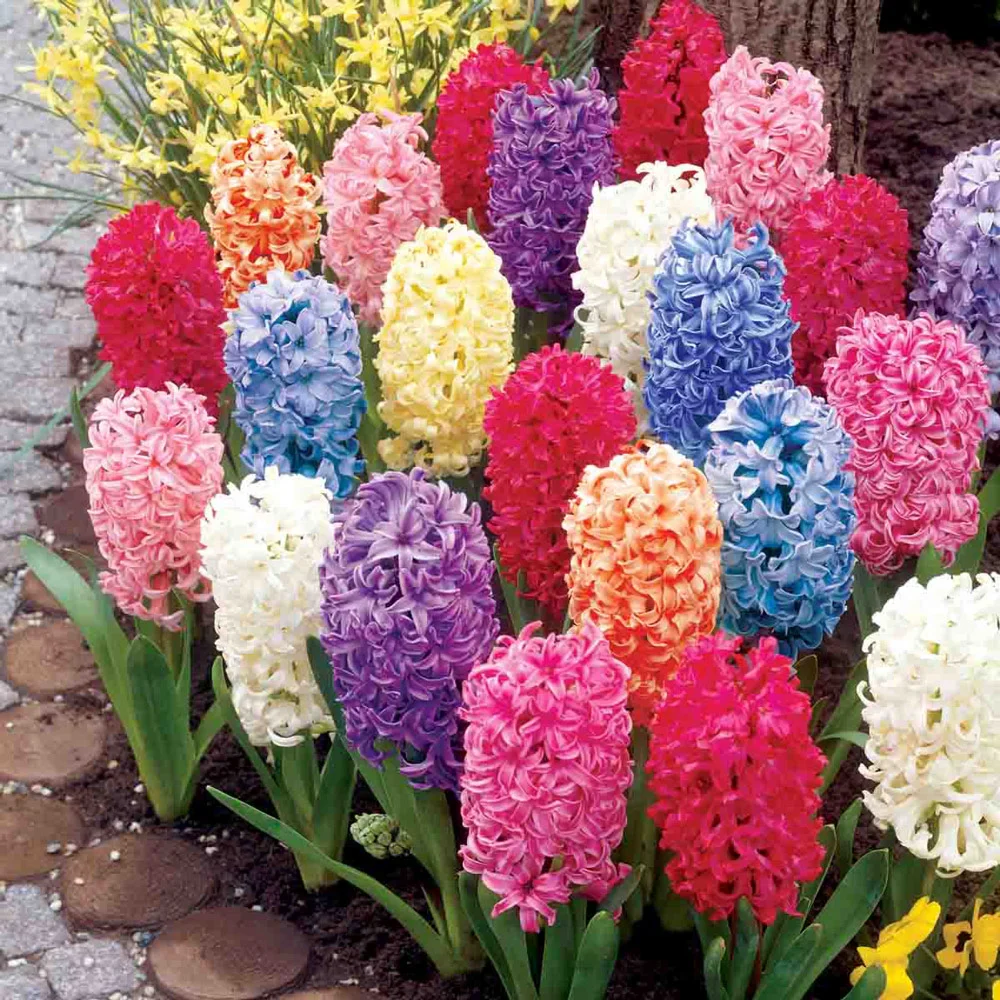 Hyacinth Mixed - Image 9
