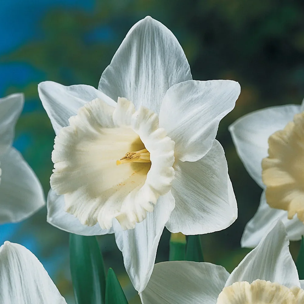 Trumpet Daffodil Mount Hood - Image 6