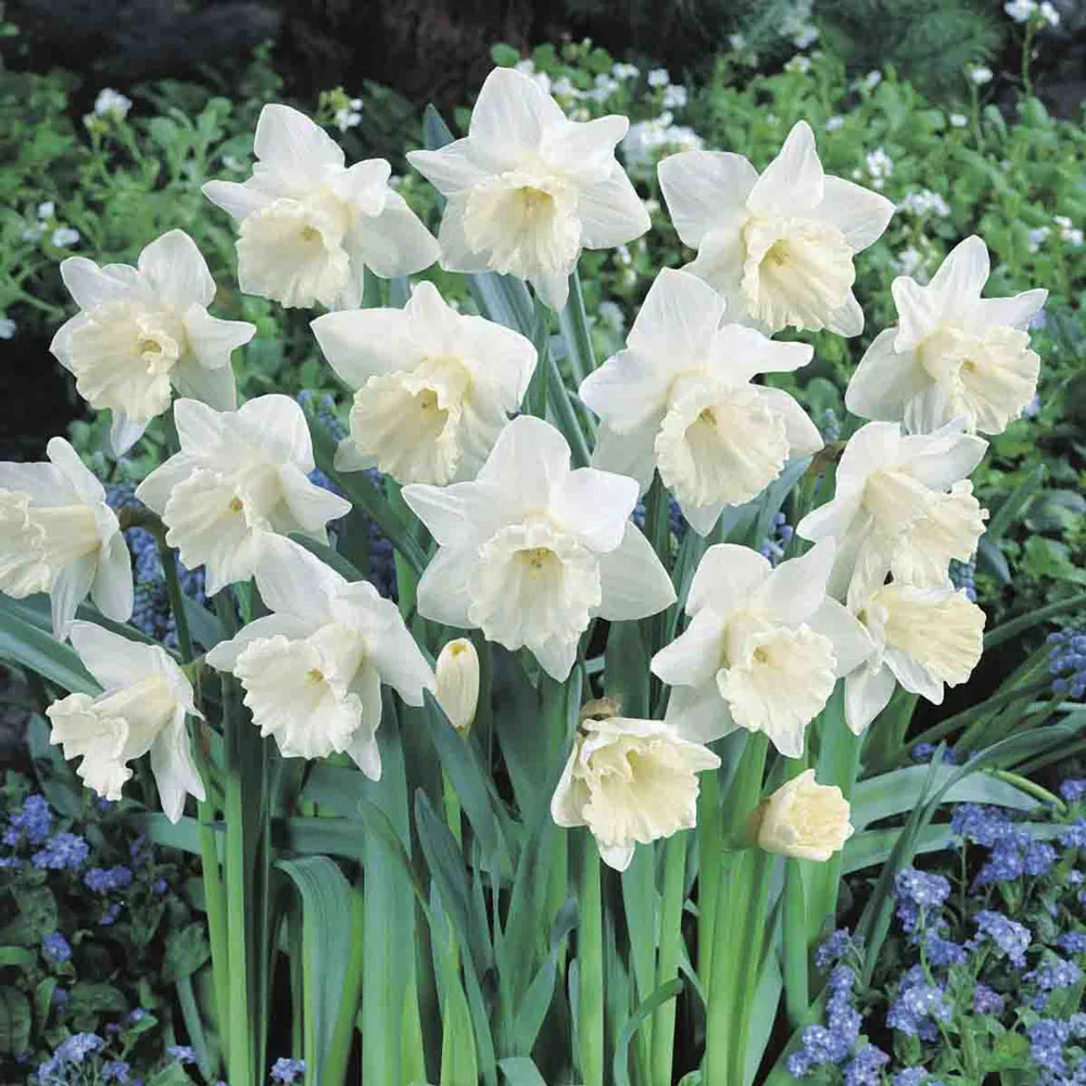 Trumpet Daffodil Mount Hood - Image 8