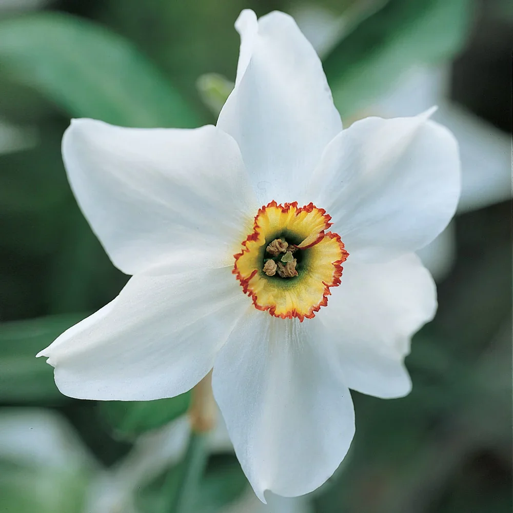 Fragrant Daffodil Pheasant's Eye - Image 3