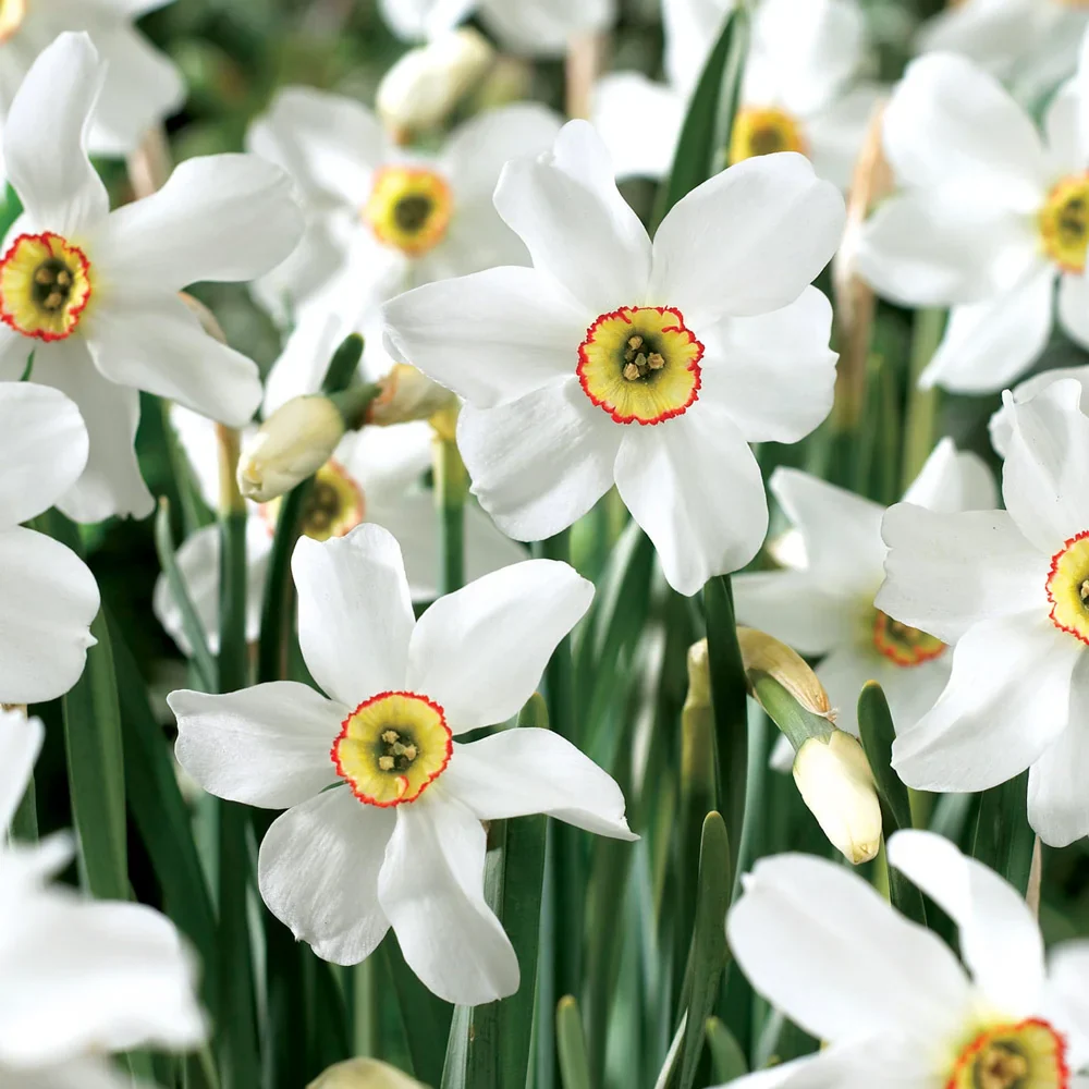 Fragrant Daffodil Pheasant's Eye - Image 4