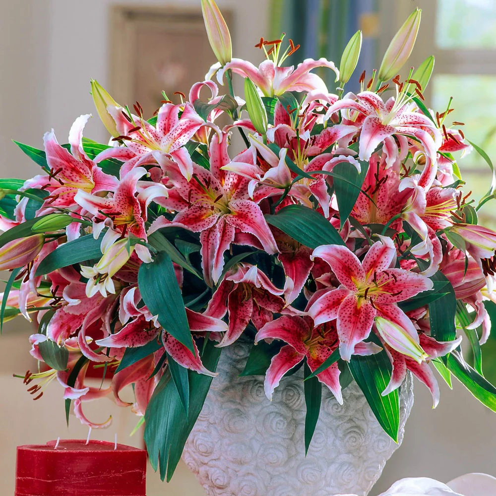 Oriental Lily Star Gazer - Image 10