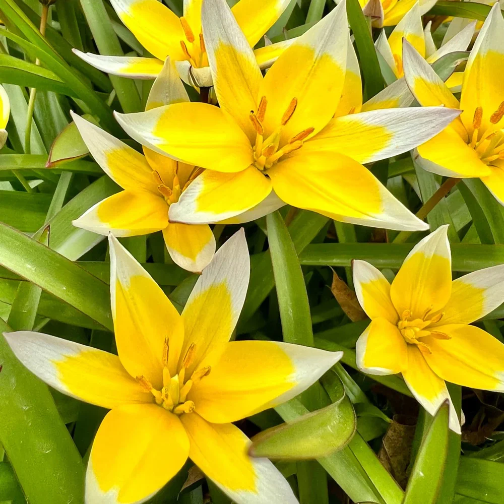Tulip tarda - Image 3