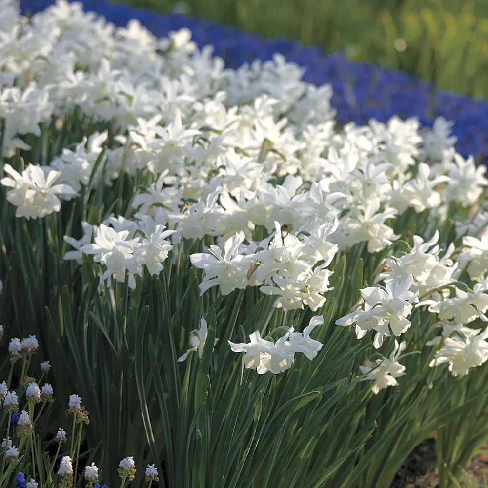Fragrant Daffodil Thalia - Image 3