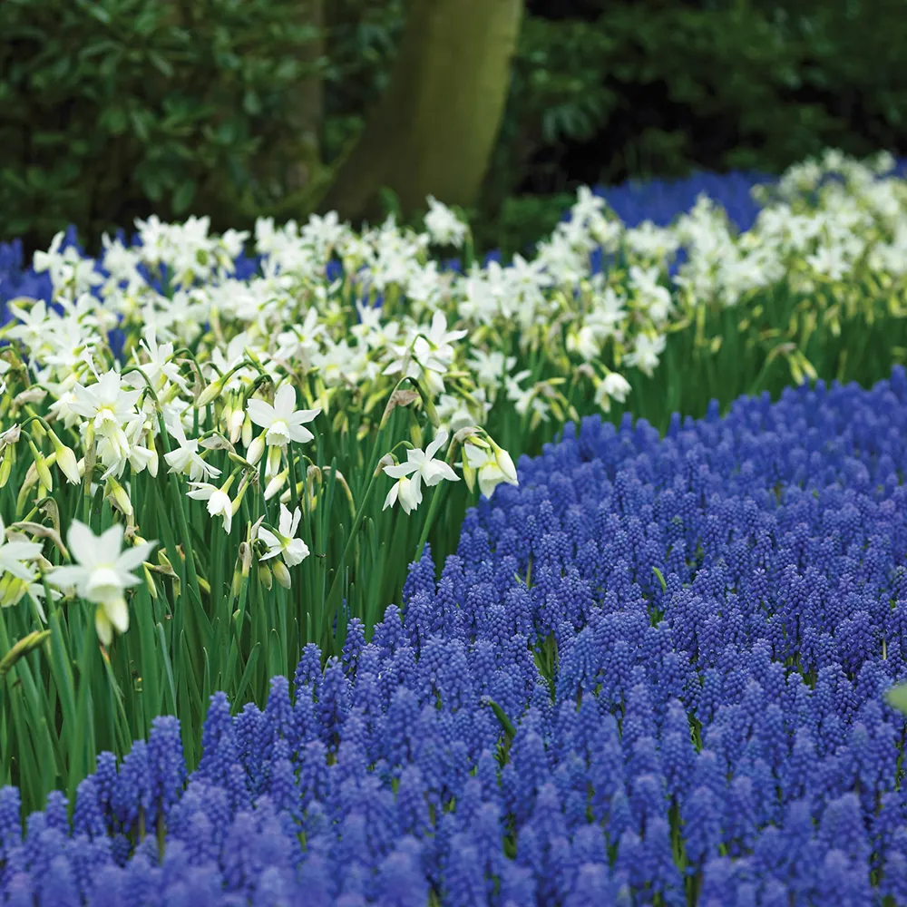 Fragrant Daffodil Thalia - Image 4