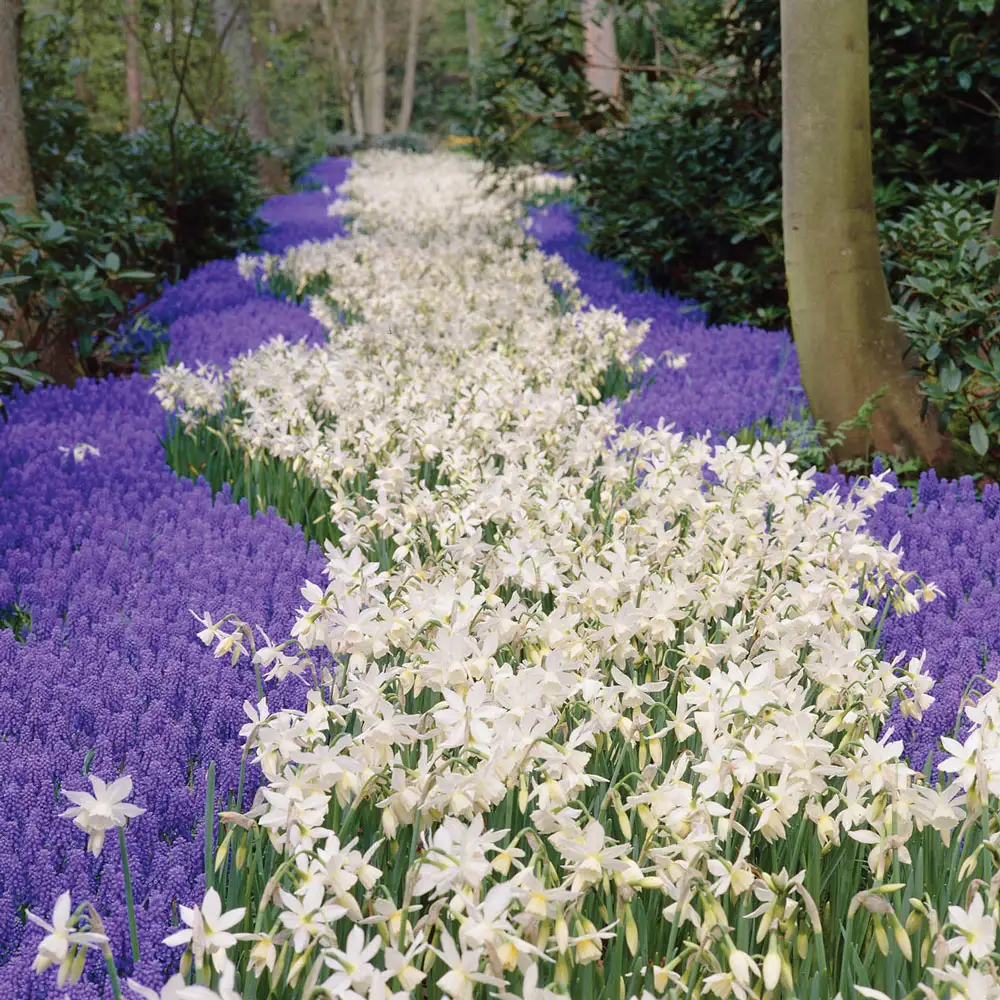 Fragrant Daffodil Thalia - Image 5