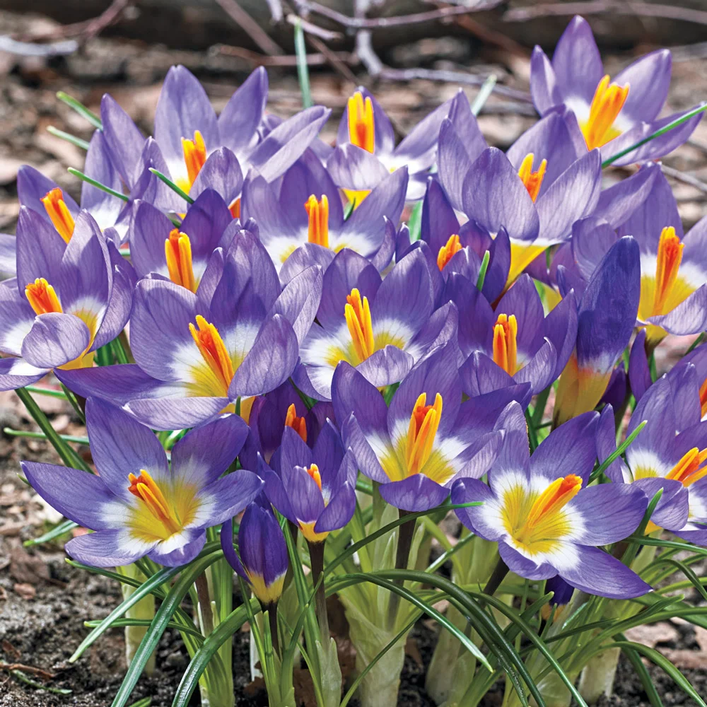 Species Crocus Tricolor (sieberi) - Image 4