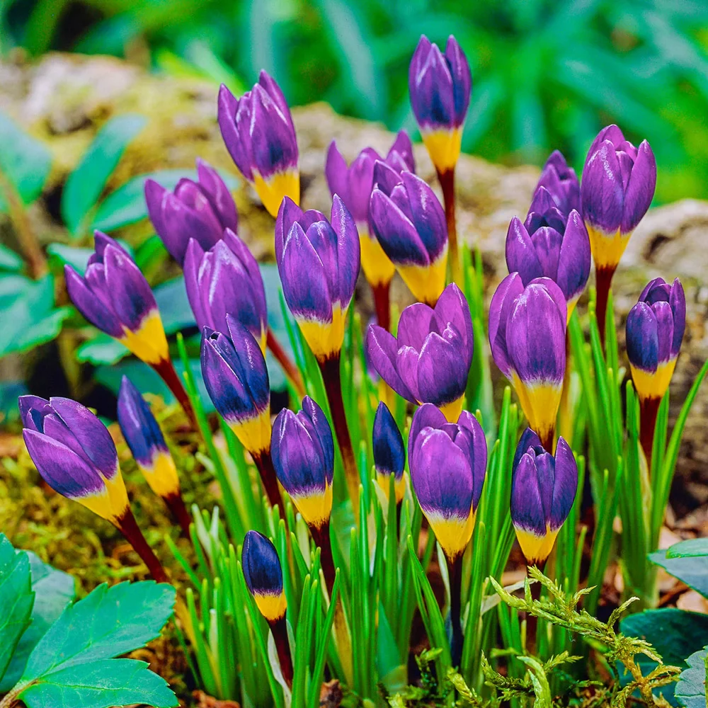 Species Crocus Tricolor (sieberi) - Image 5