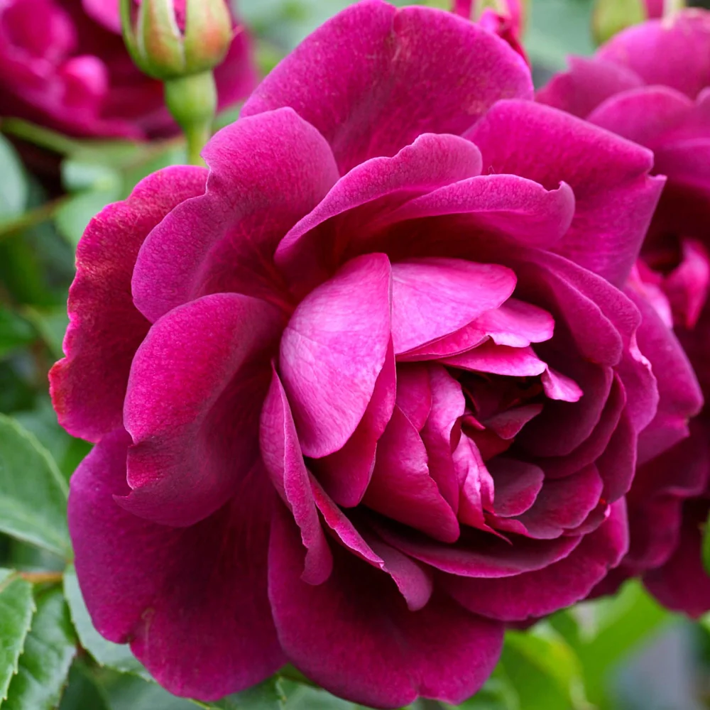 24" Tree Rose Burgundy Iceberg - Image 2