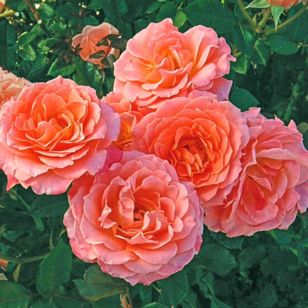 24" Tree Rose Jump for Joy™ - Image 3