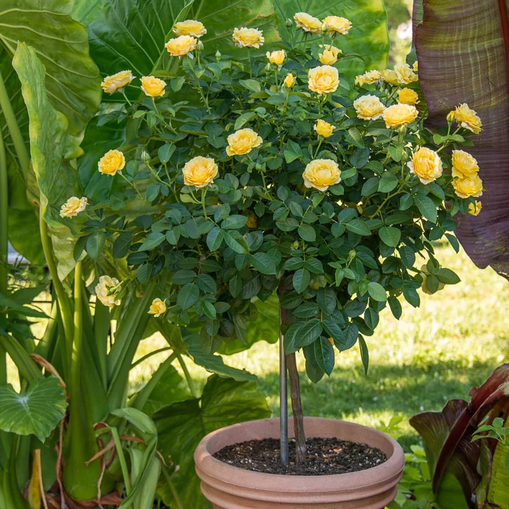 24" Tree Rose Sparkle & Shine™ - Image 2