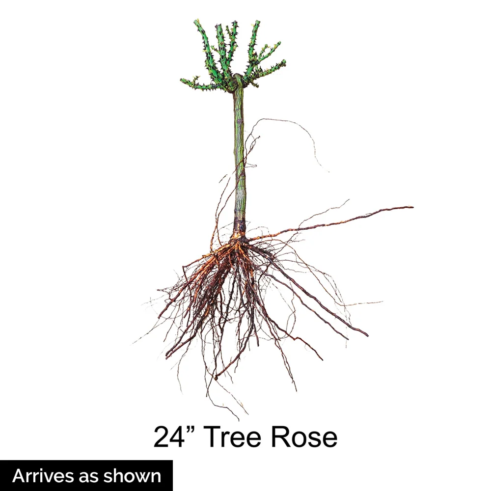 24" Tree Rose Jump for Joy™ - Image 4