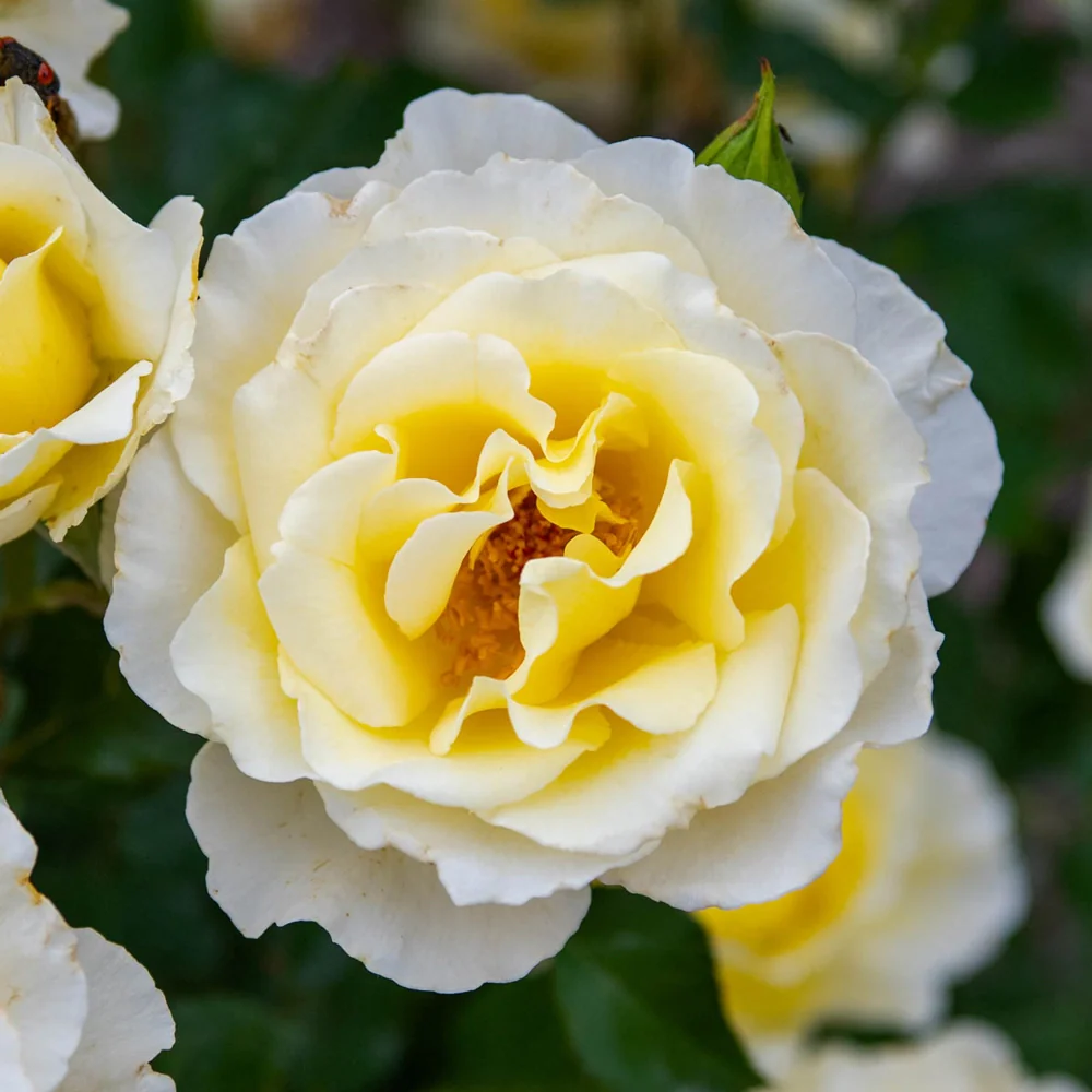 24" Tree Rose White Licorice™ - Image 2