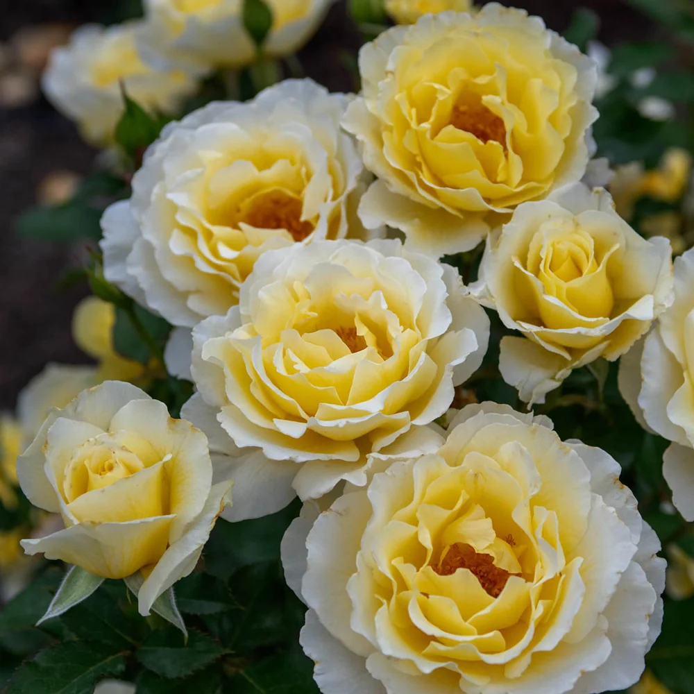 24" Tree Rose White Licorice™ - Image 3