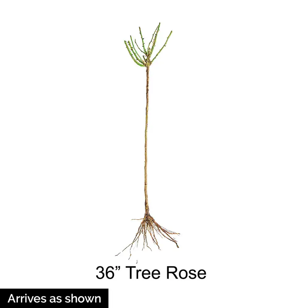36" Tree Rose Easy Does It® - Image 4