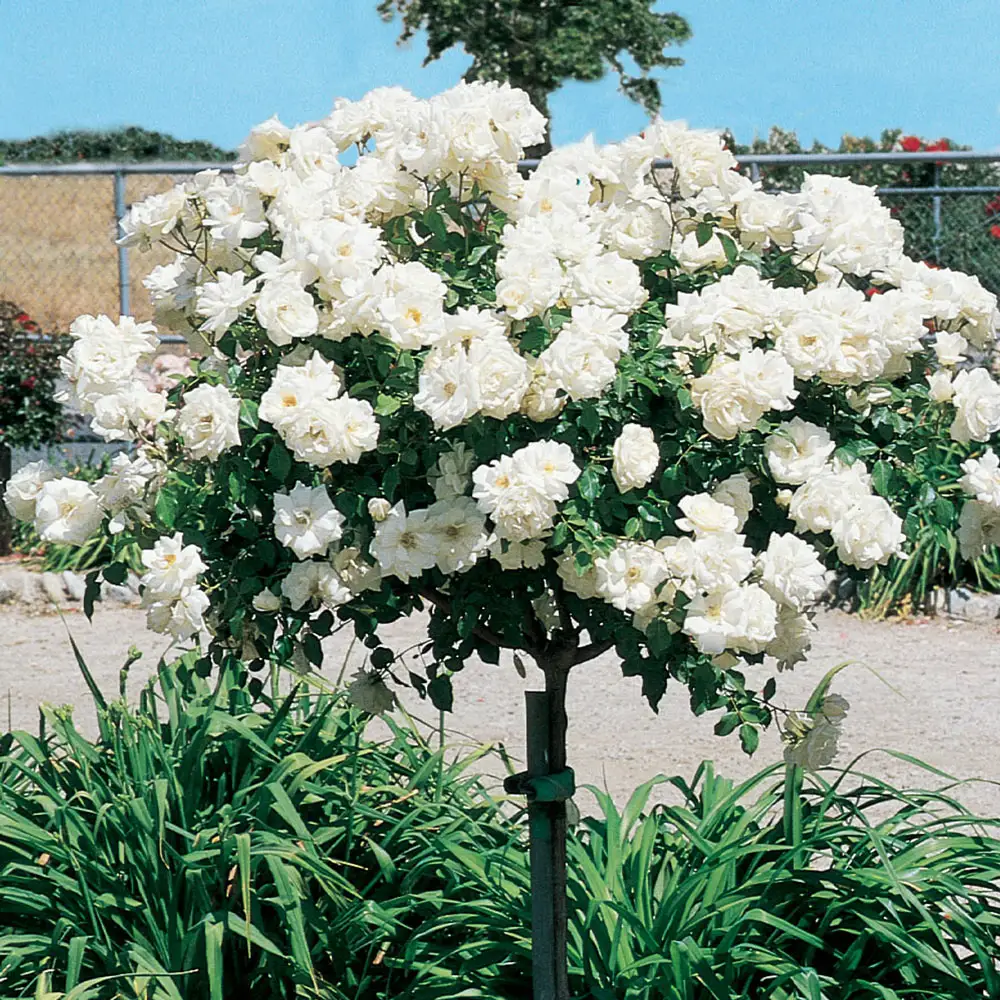 36" Tree Rose Iceberg