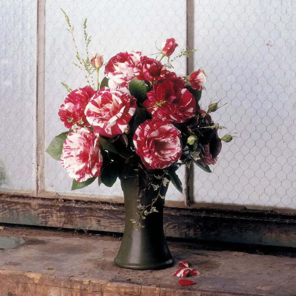 36" Tree Rose Scentimental - Image 3