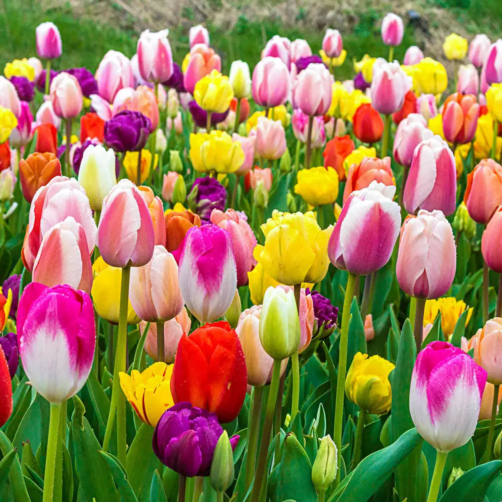 All Spring Tulip Mix - Image 3