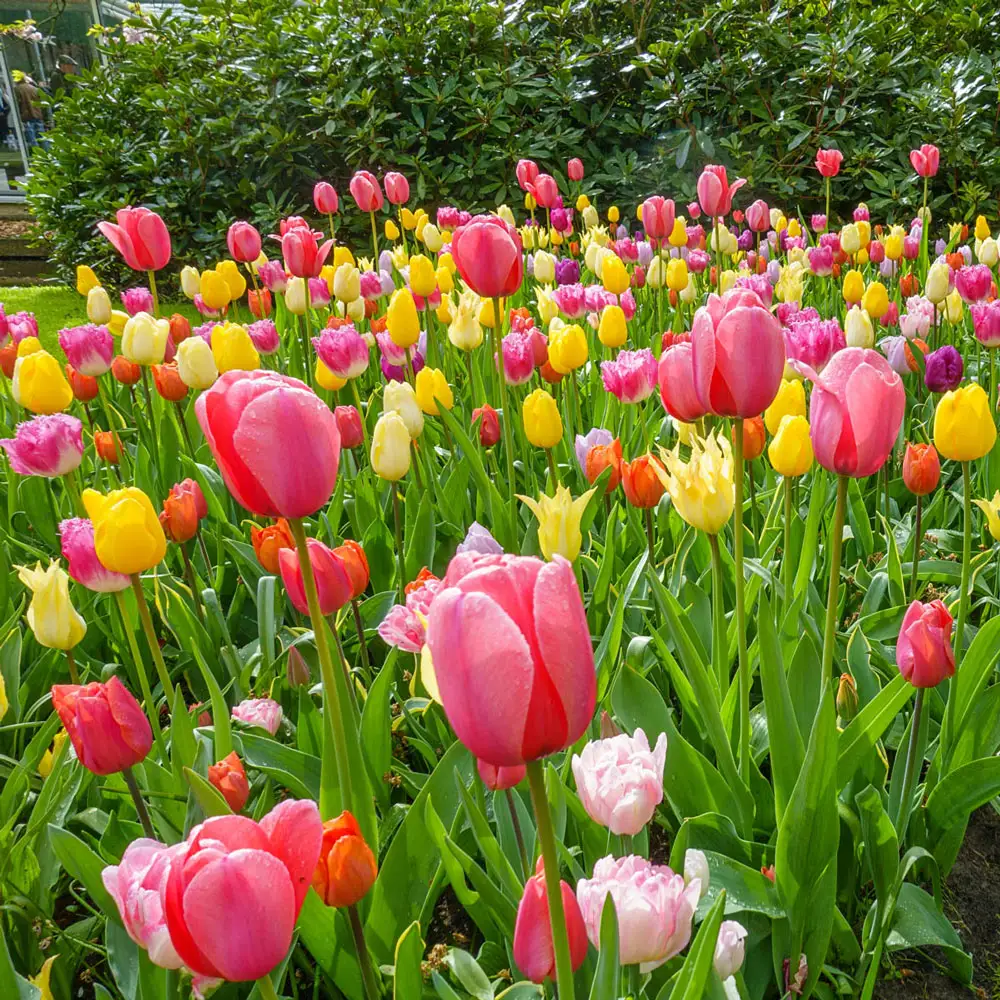 All Spring Tulip Mix - Image 4