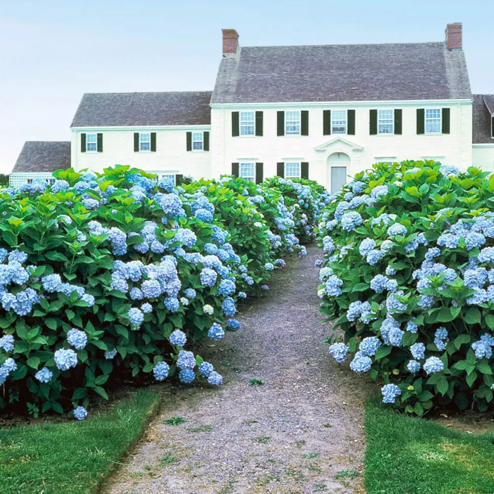 All Summer Beauty Hydrangea - Image 2