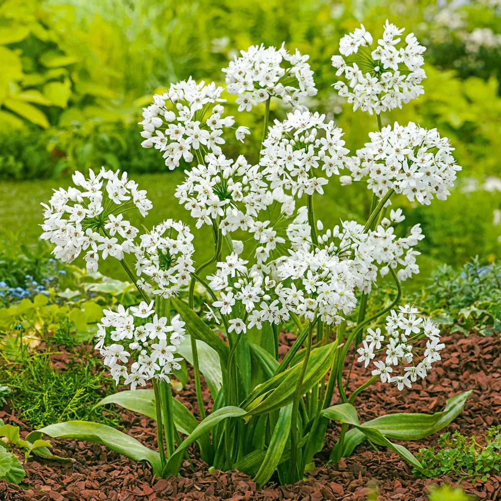 Allium cowanii