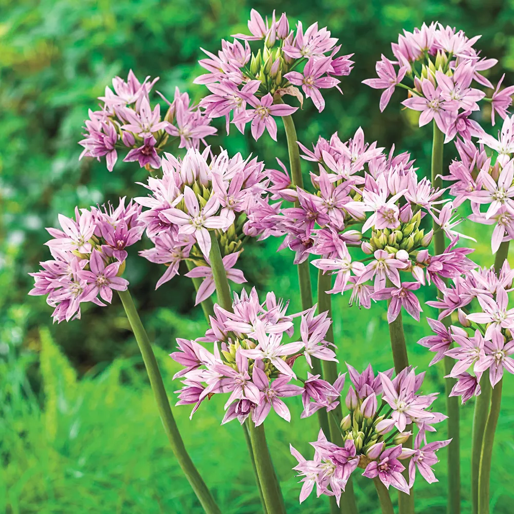 Allium Eros - Image 4