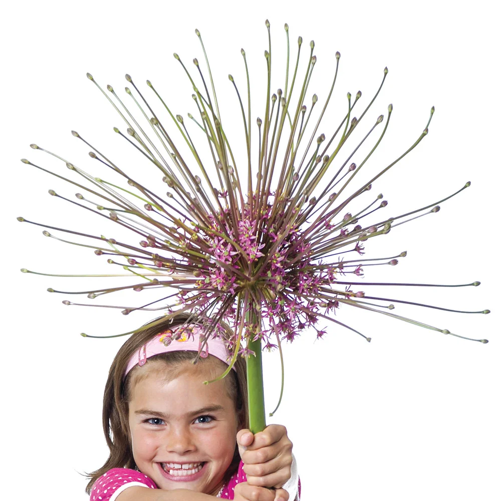 Allium schubertii - Image 4