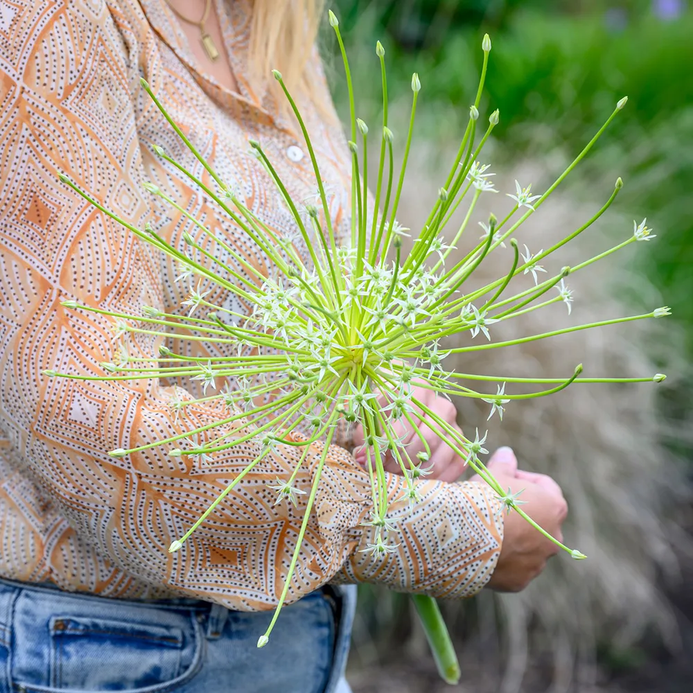 Allium schubertii Arctic Snow