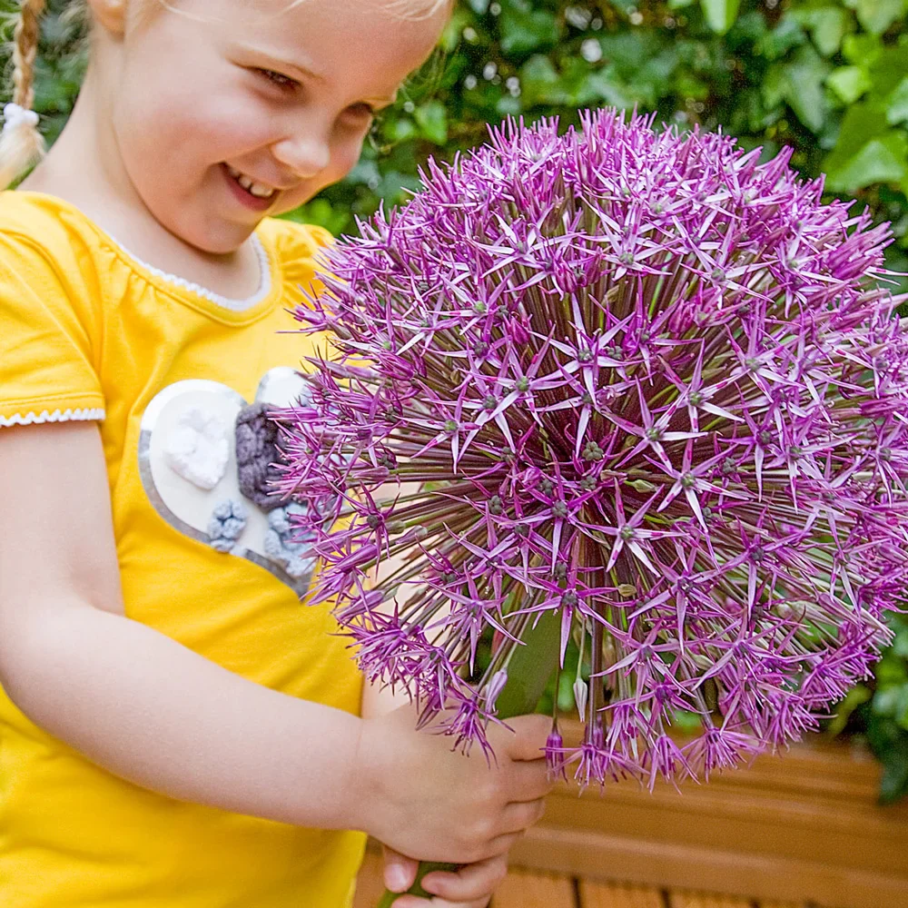 Allium Universe
