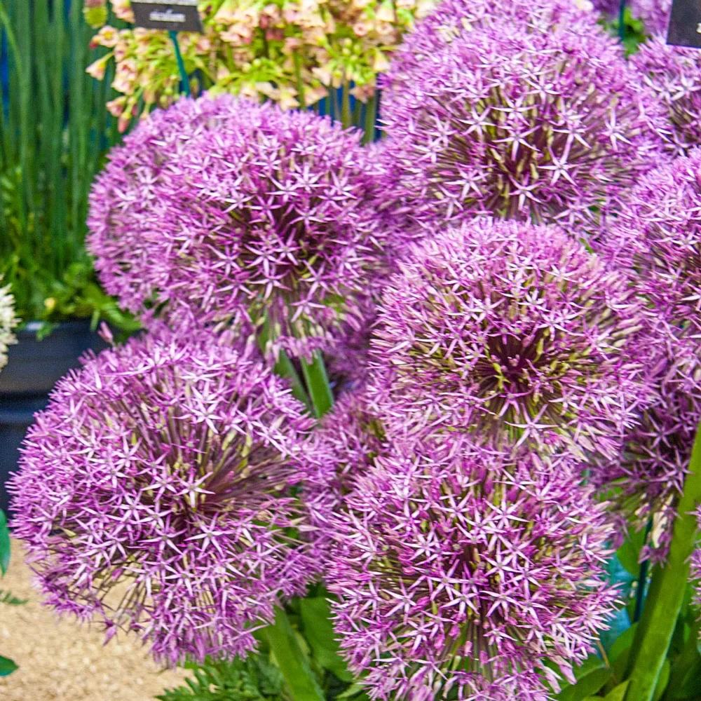 Allium Universe - Image 2