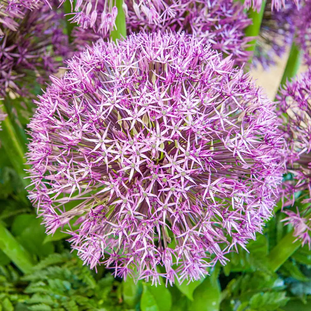 Allium Universe - Image 3