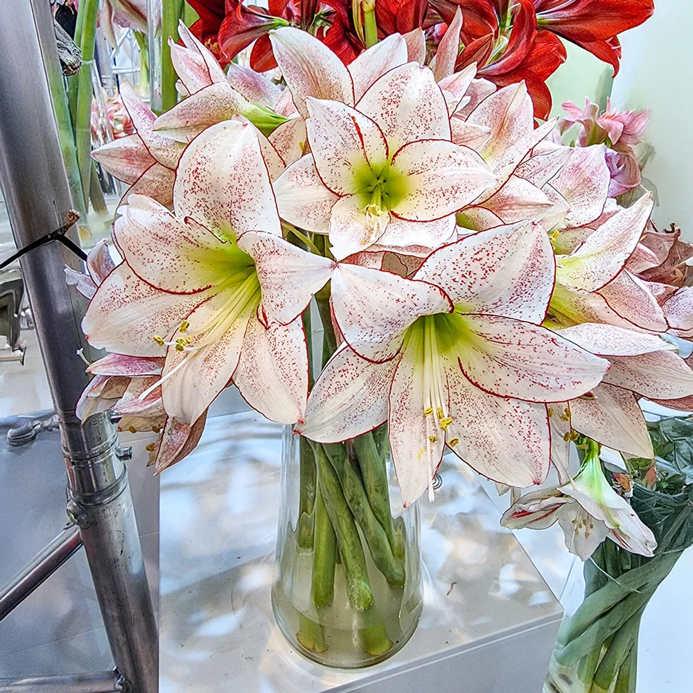 Amaryllis 1000 Stars - Image 2