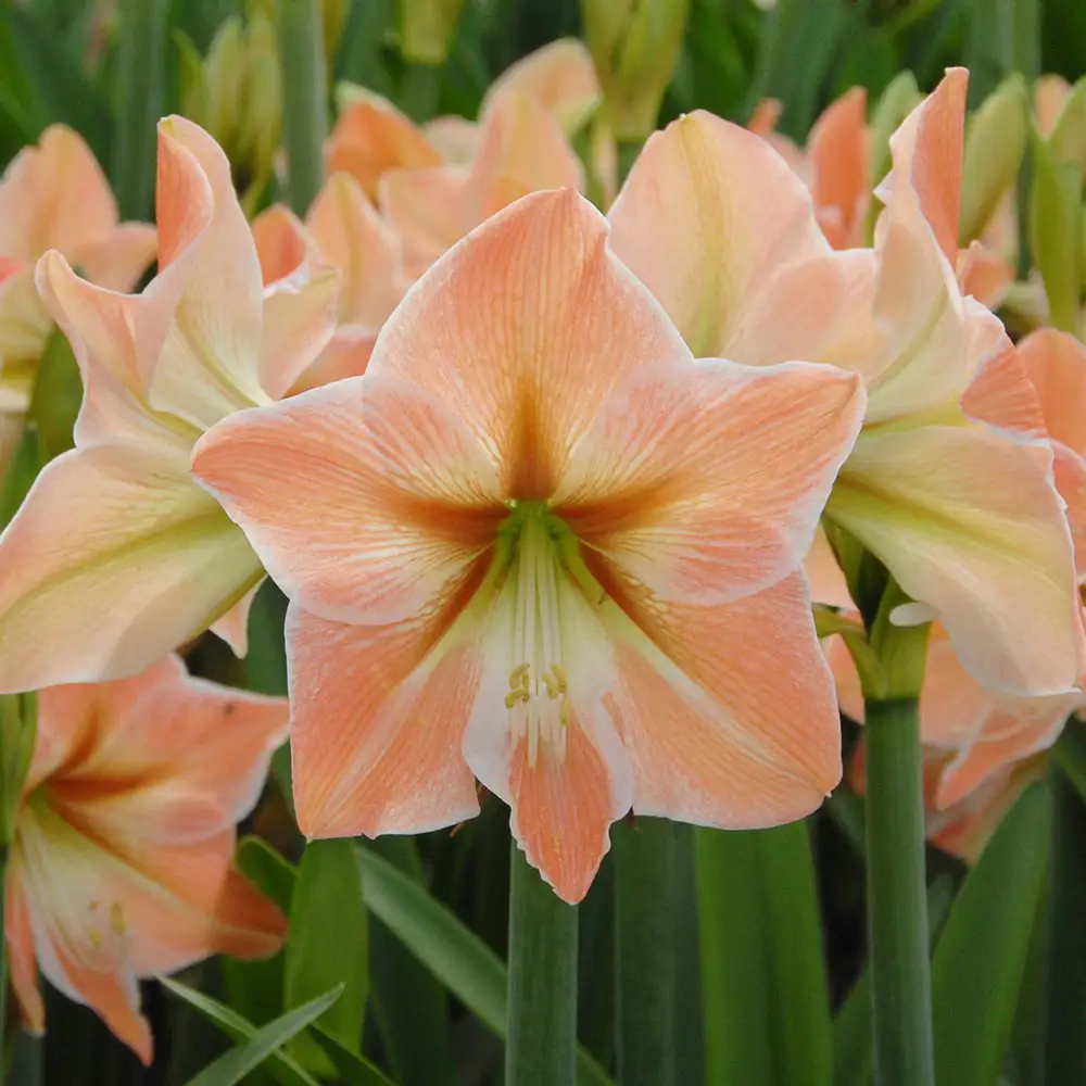Amaryllis Apricot Parfait - Image 2
