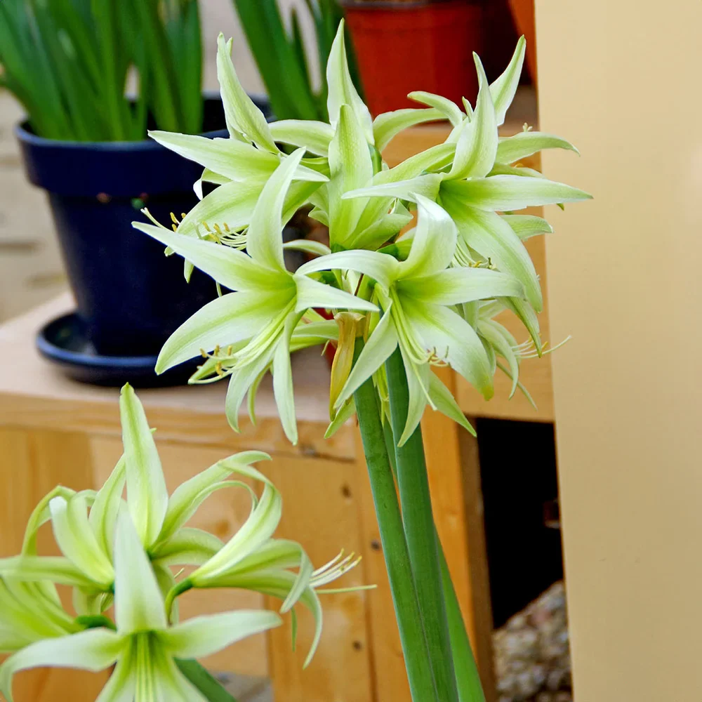 Amaryllis Evergreen - Image 2