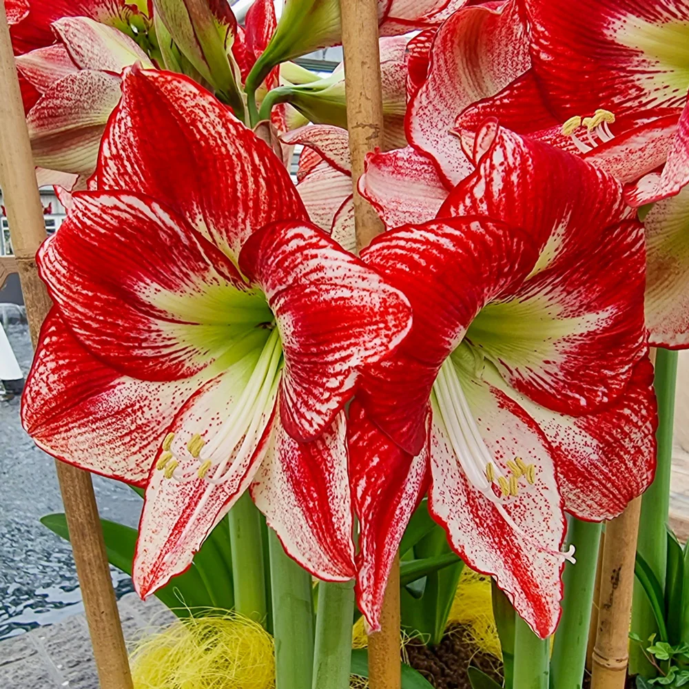 Amaryllis Flamenco Queen - Image 4