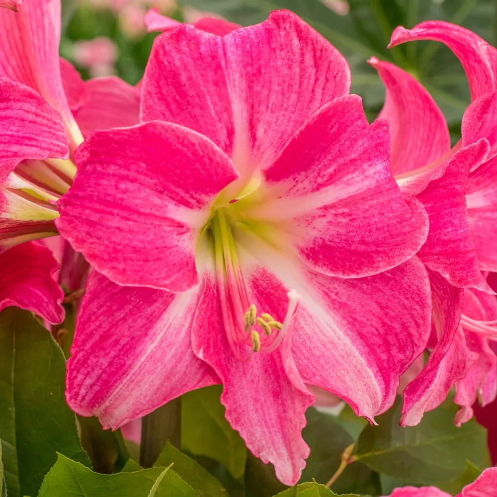 Amaryllis Neon - Image 3